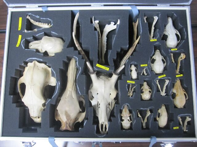 哺乳類頭骨標本イメージ
